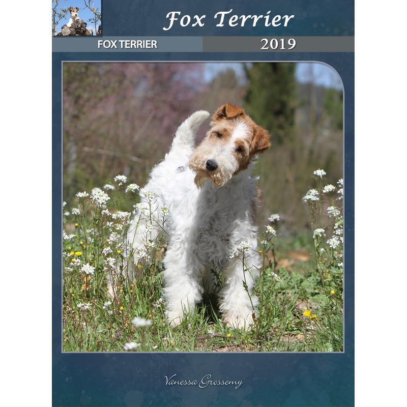 Calendar Fox Terrier wirehaired 2019