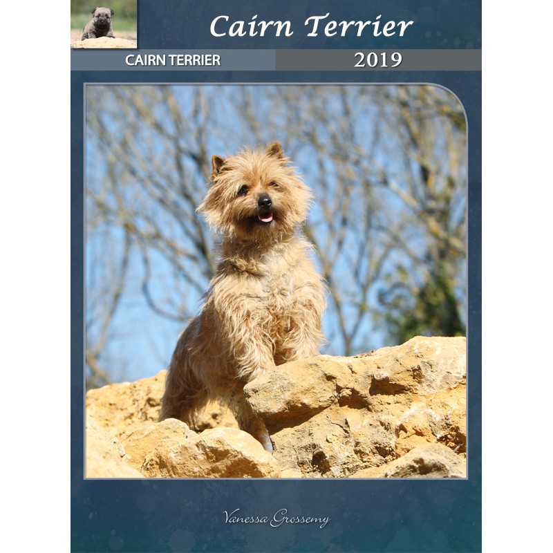 Cairn Terrier Calendar 2019