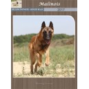 Berger Belge Malinois 2017