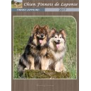 Chien Finnois de Laponie 2017