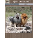 Spitz Allemand 2017